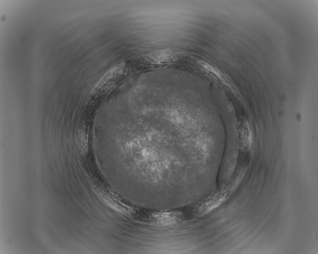 X0000073890558200609011656