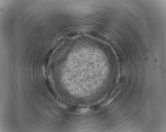 X0000073890575200609011656