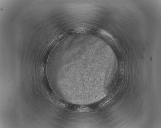 X0000073890603200609011655