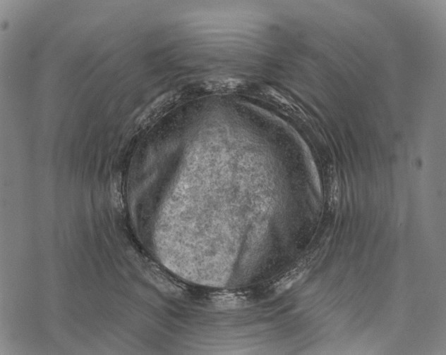 X0000073890616200609011655