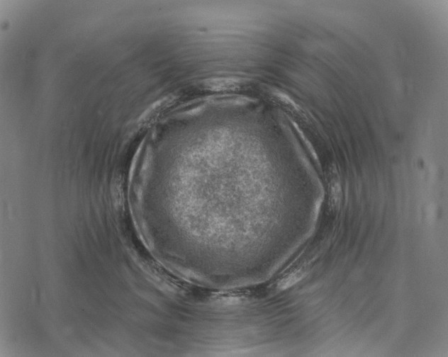 X0000073890620200609011655