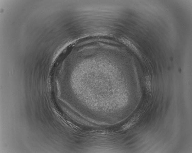 X0000073890676200609011654