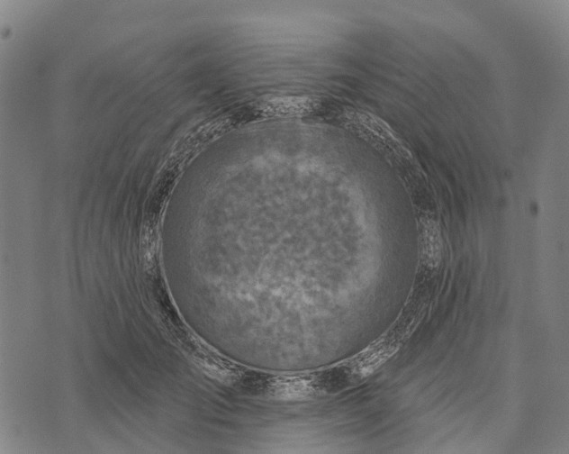 X0000073890701200609011653