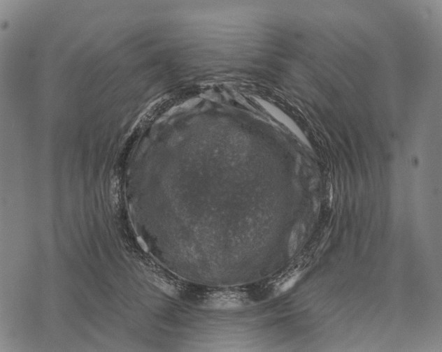 X0000073890708200609011653