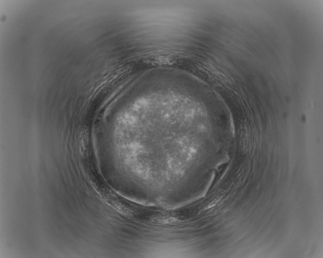 X0000073890747200609011653