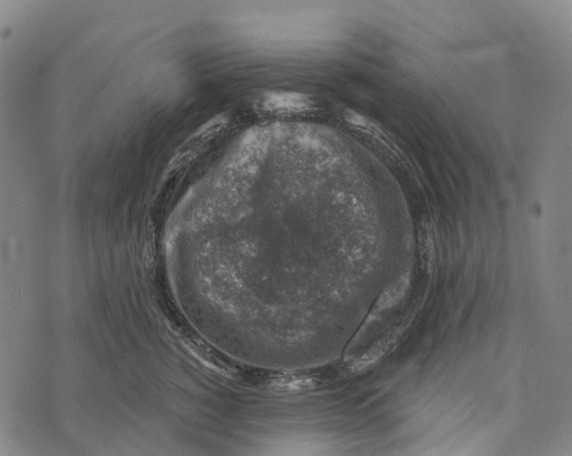 X0000073890760200609011653