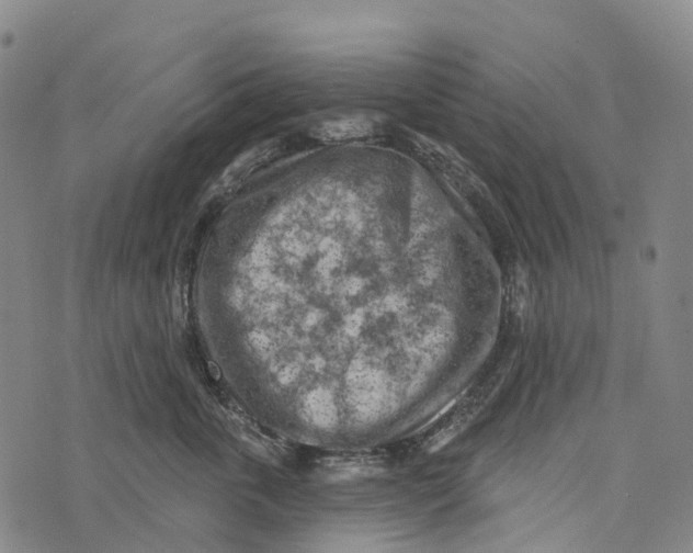 X0000073890763200609011653