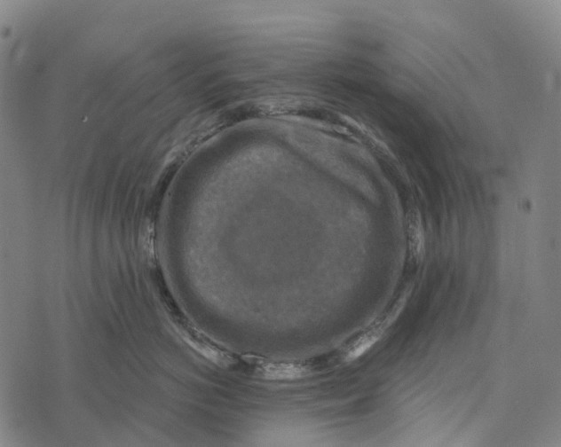 X0000073890766200609011653