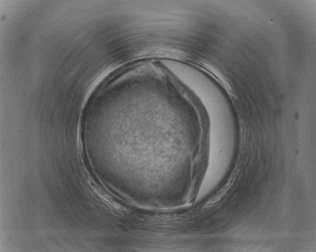 X0000073890788200609011652