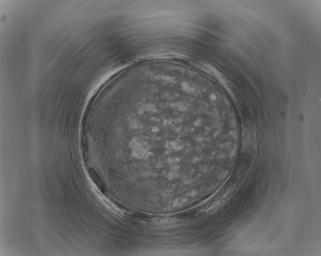 X0000073890795200609011652