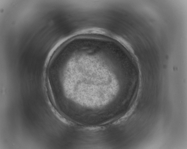 X0000073890816200609011651