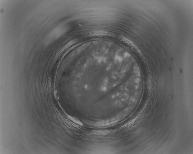 X0000073890825200609011651