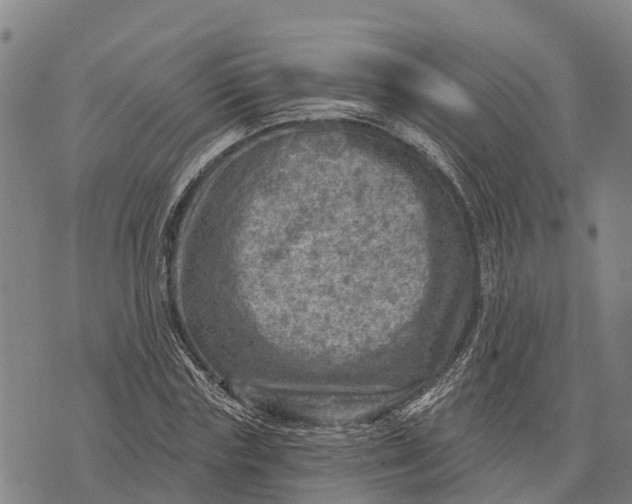 X0000073890827200609011651