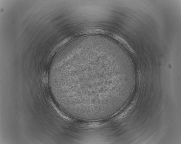 X0000073890841200609011651