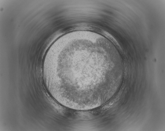 X0000073890852200609011651