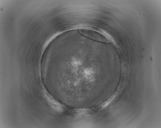 X0000073890854200609011651