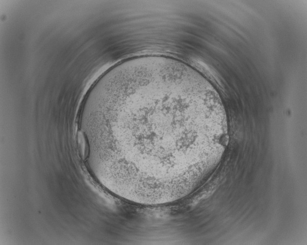 X0000073890900200609011650