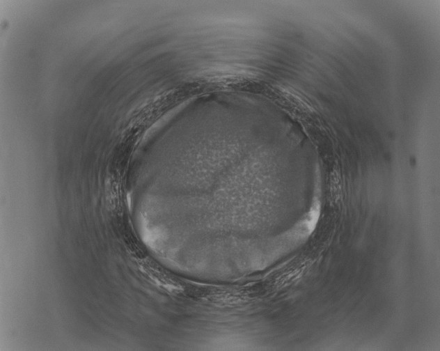 X0000073890917200609011649