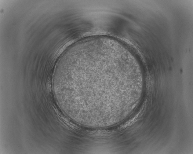 X0000073890929200609011649