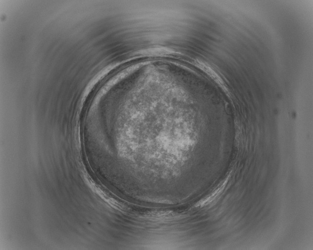 X0000073890939200609011649