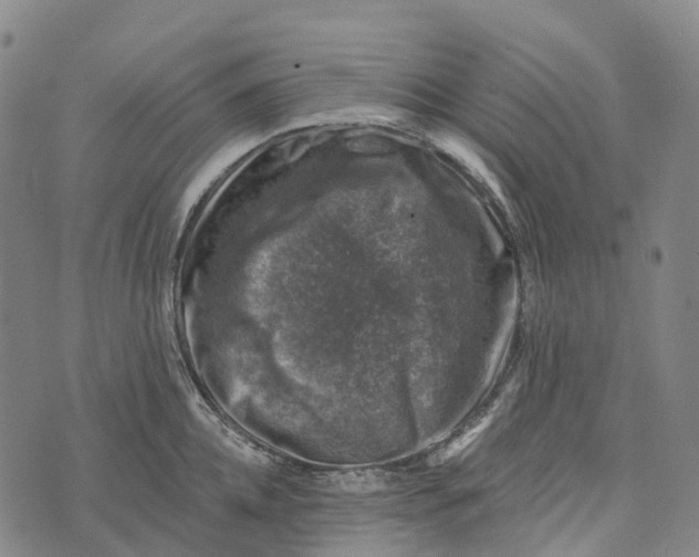 X0000073890952200609011650