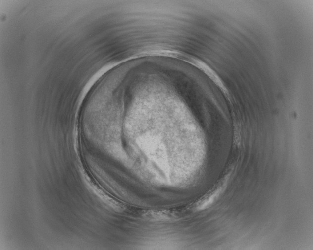 X0000073890955200609011650