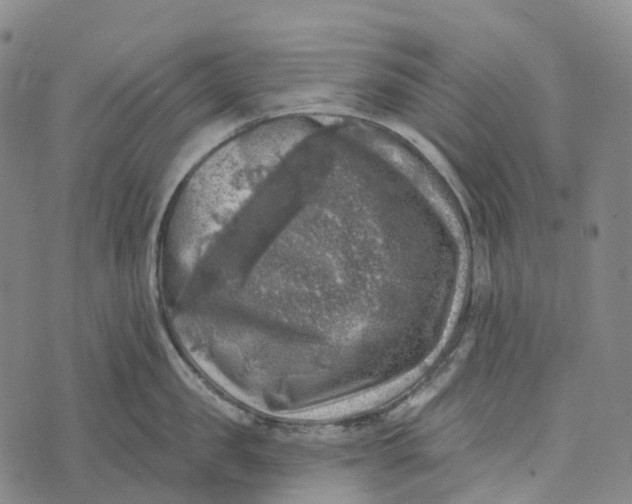 X0000073890957200609011650