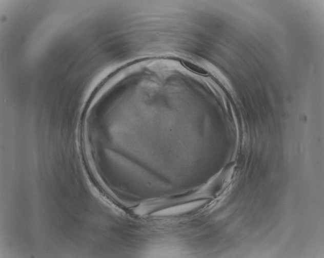 X0000073890958200609011650