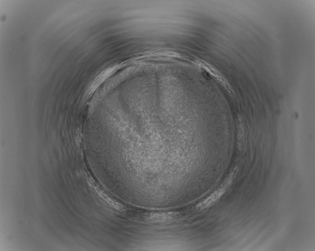 X0000073890985200609011649