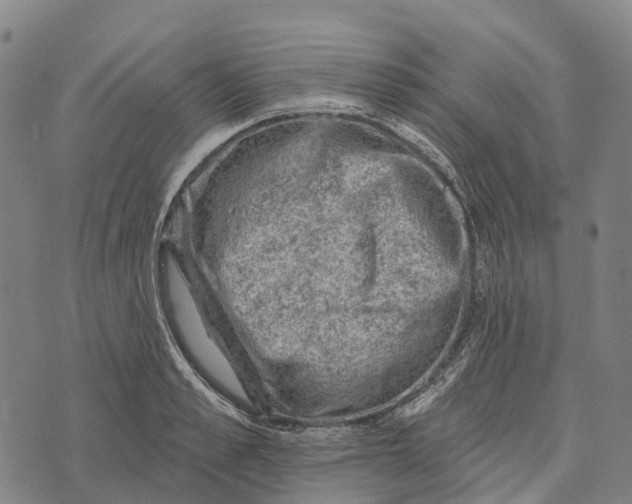 X0000073890989200609011649