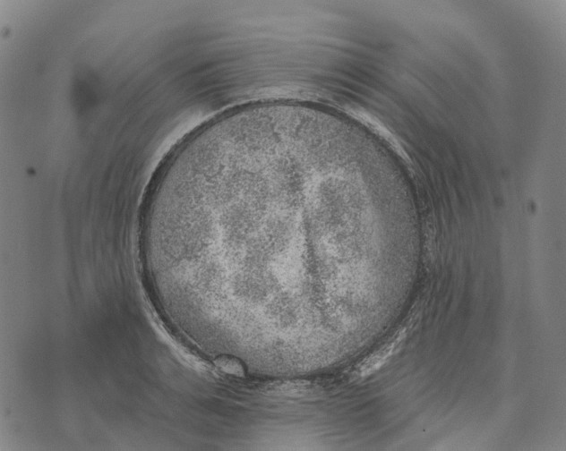 X0000073890991200609011649