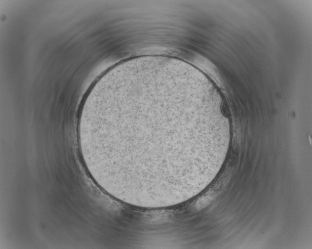 X0000073891000200609011648