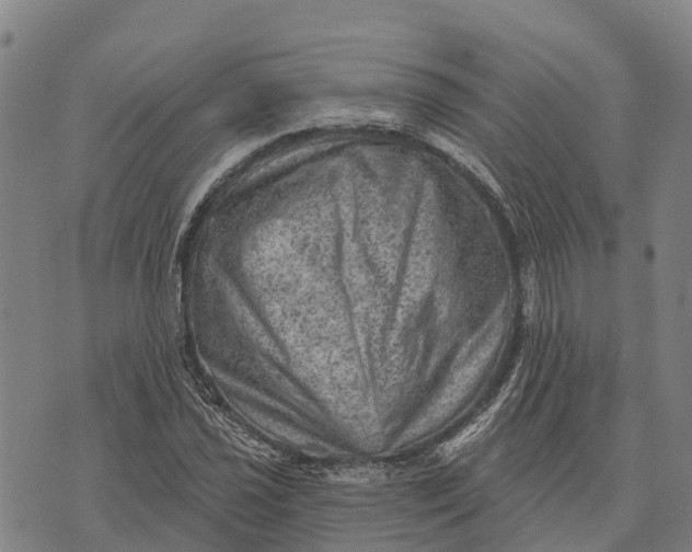 X0000073891021200609011648