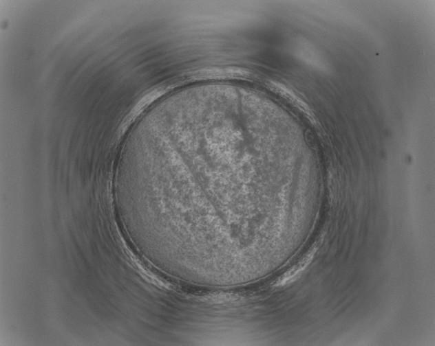 X0000073891033200609011648