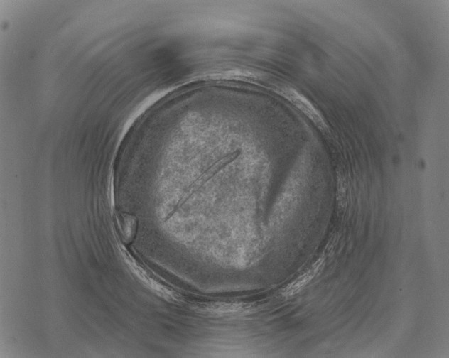 X0000073891036200609011648