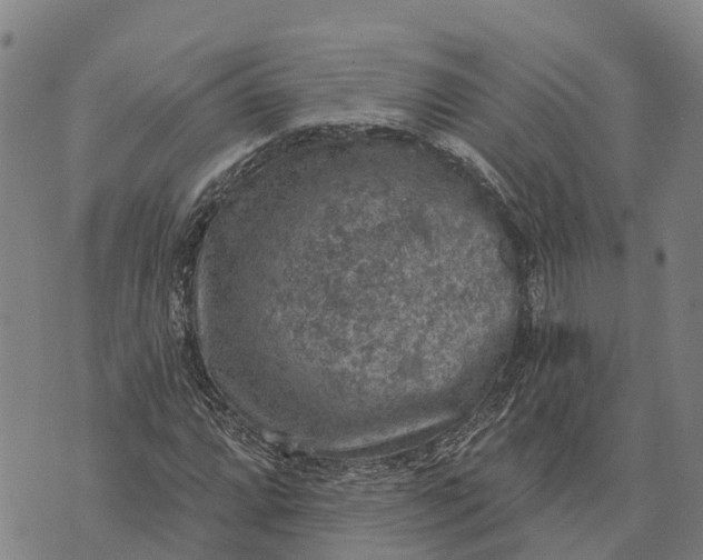 X0000073891064200609011647