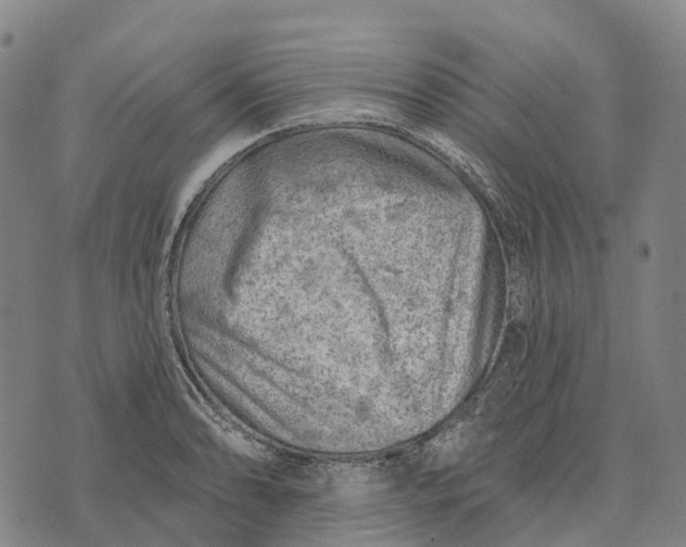 X0000073891086200609011647