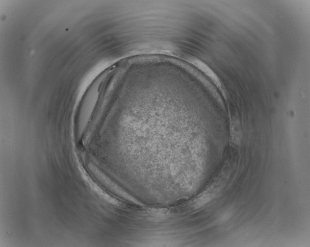 X0000073891096200609011647