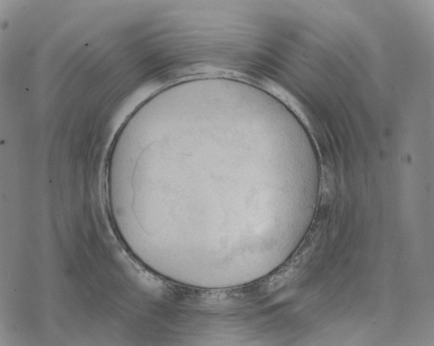 X0000073891098200609011647