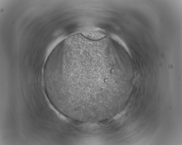 X0000073891103200609011647