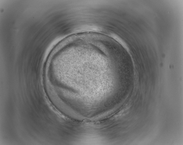 X0000073891104200609011647