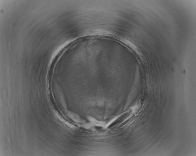 X0000073891120200609011646