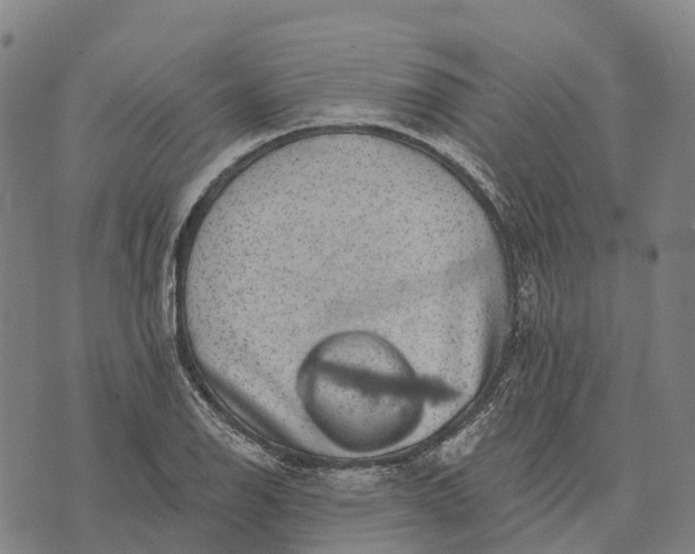 X0000073891126200609011646