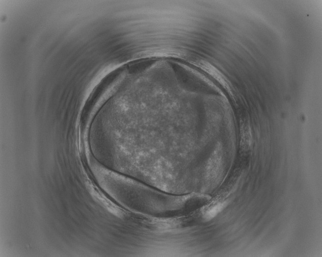 X0000073891132200609011646