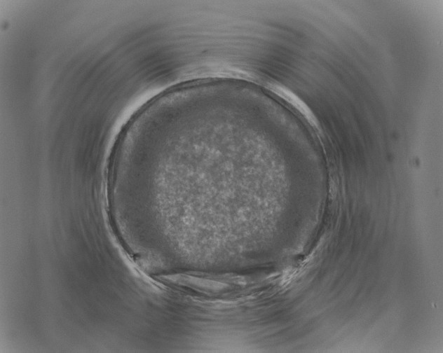 X0000073891144200609011647