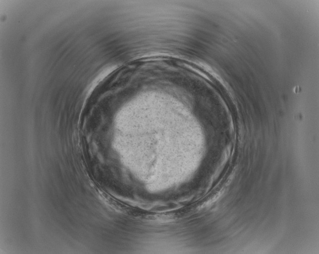 X0000073891145200609011647