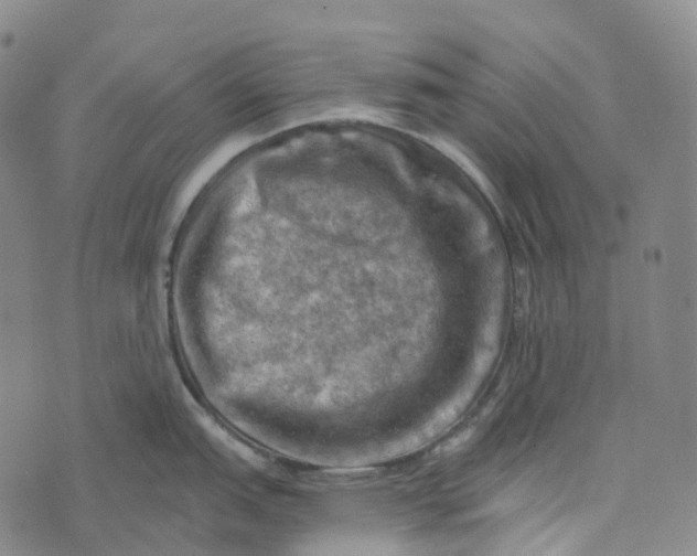 X0000073891151200609011647