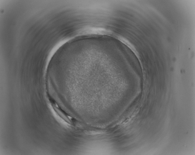 X0000073891152200609011647