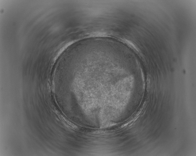 X0000073891212200609011645