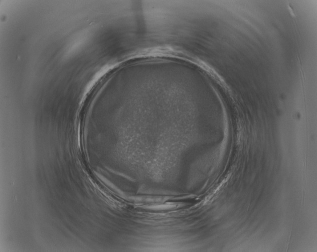 X0000073891224200609011645